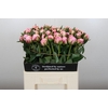 Paeonia Sarah Bernhardt
