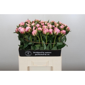 Paeonia Sarah Bernhardt