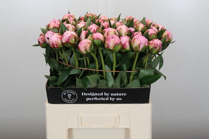 Paeonia Sarah Bernhardt