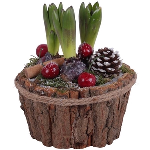 Winter Arr. Hyacint Wooden Natural Bark Pot with Rope Ø17cm 3PP