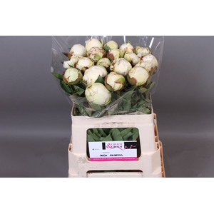 Paeonia Snow Princess | Heavy Quality