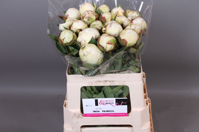 <h4>Paeonia Snow Princess | Heavy Quality</h4>