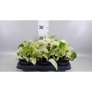 Epipremnum pinn. 'Happy Leaf'