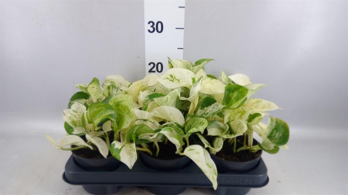 <h4>Epipremnum pinn. 'Happy Leaf'</h4>