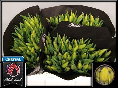 <h4>Tu En Strong Gold</h4>