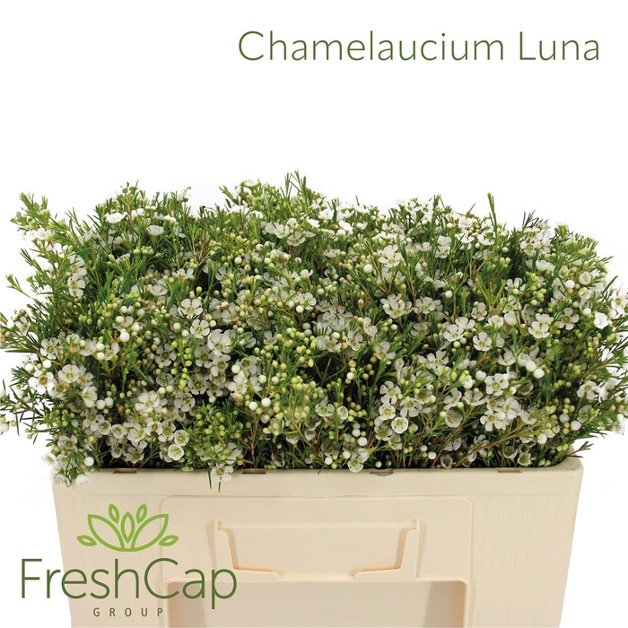 <h4>Chamelaucium Luna</h4>