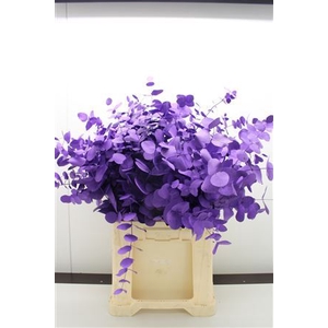 Eucal dyed Cinerea VIOLET
