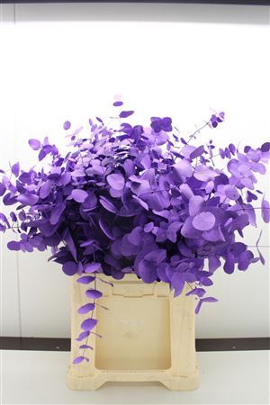 <h4>Eucal dyed Cinerea VIOLET</h4>