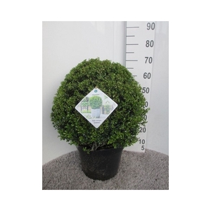 Ilex crenata Stokes 50 cm bol P32