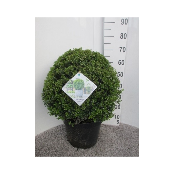 <h4>Ilex crenata Stokes 50 cm bol P32</h4>