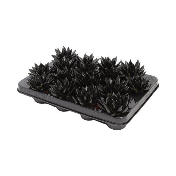 <h4>Echeveria coloured black</h4>