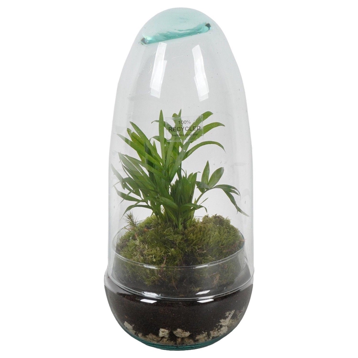 <h4>PTGIG2164 Arrangement Greens in glass in glazen ei</h4>