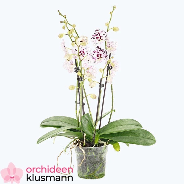 PHAL OV