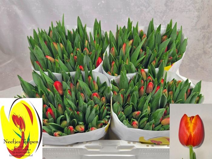 <h4>TU EN ESTA BONITA</h4>