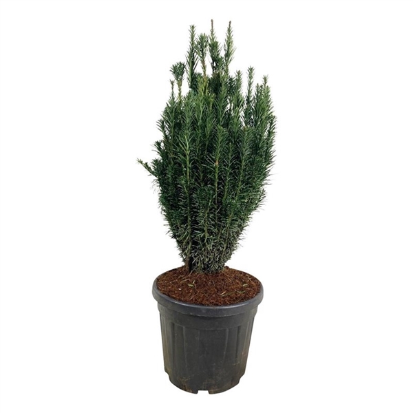 <h4>Cephalotaxus h. 'Fastigiata'</h4>