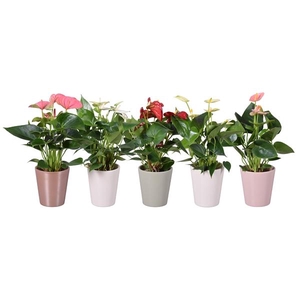 Anthurium Andreanum Grp gemengd