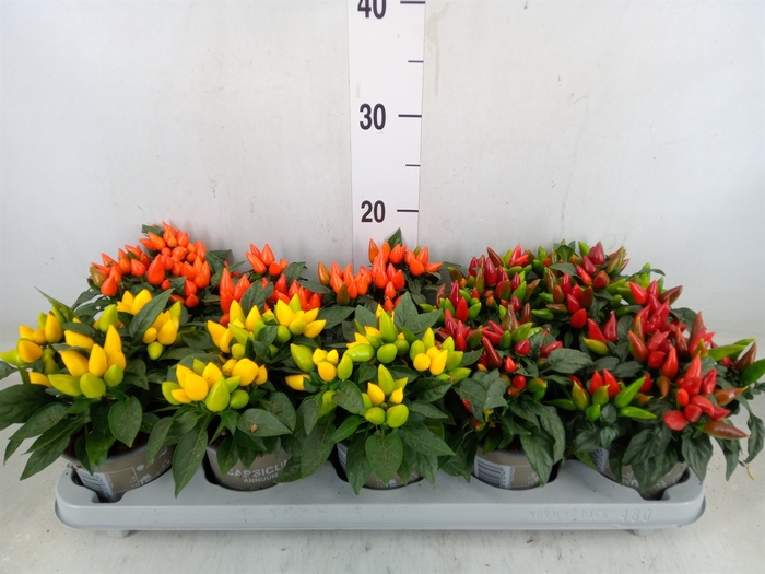 <h4>Capsicum annuum   ...mix</h4>