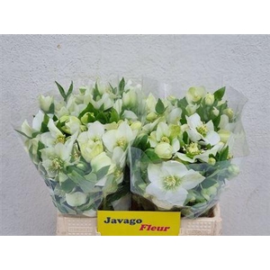 Hell Or Queens White