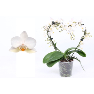 Phal. Multiflora vorm wit 