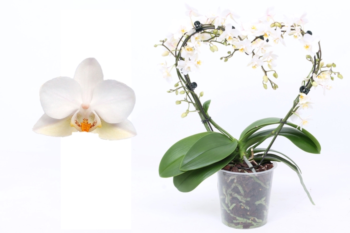 <h4>Phal. Multiflora vorm wit "Blossoming Heart"</h4>