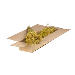 Lepidium Atraxa Sb Natural Green