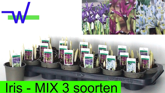 <h4>IRIS RET GEM 3 KL</h4>