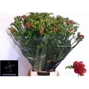 Freesia du Red Bell