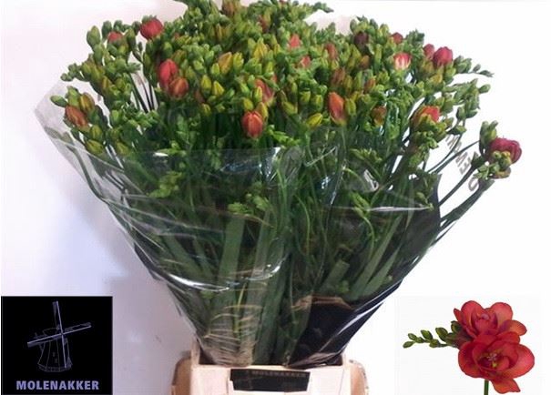 Freesia du Red Bell