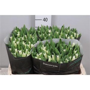 Tu Co White Libersta