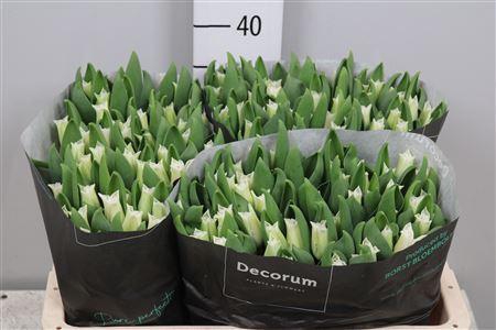 <h4>Tu Co White Libersta</h4>