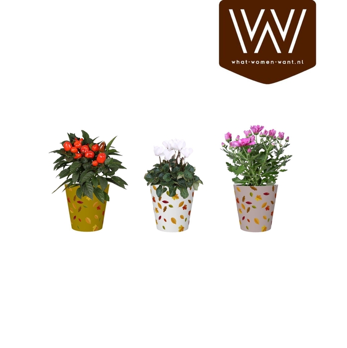 <h4>Bloeimix in smartcup Herfst</h4>