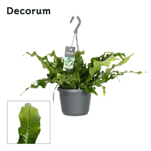 Microsorum musi ' Crocodyllus' NEW