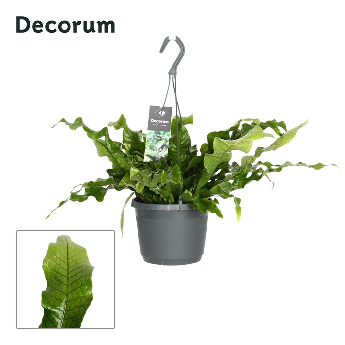 <h4>Microsorum musi ' Crocodyllus' NEW</h4>