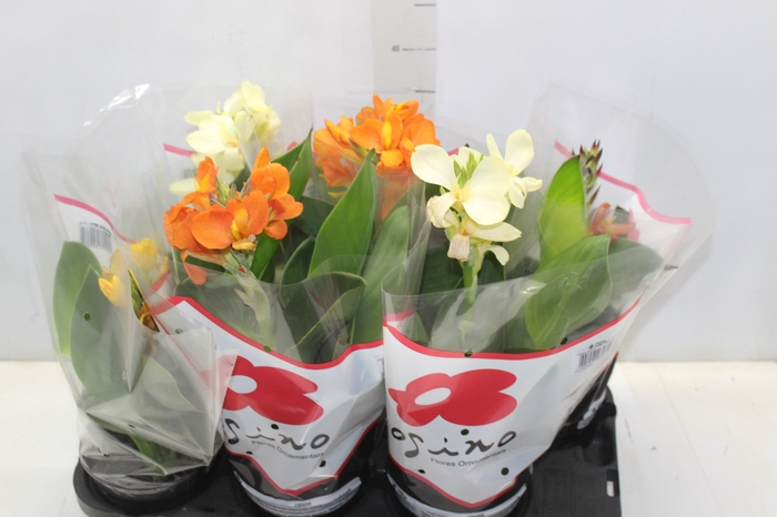 <h4>CANNA INDICA P15</h4>