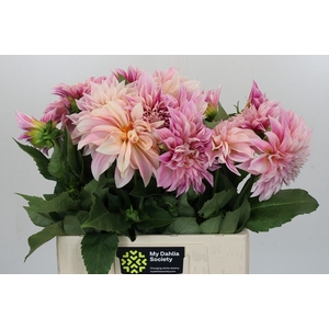 Dahlia Cafe Au Lait