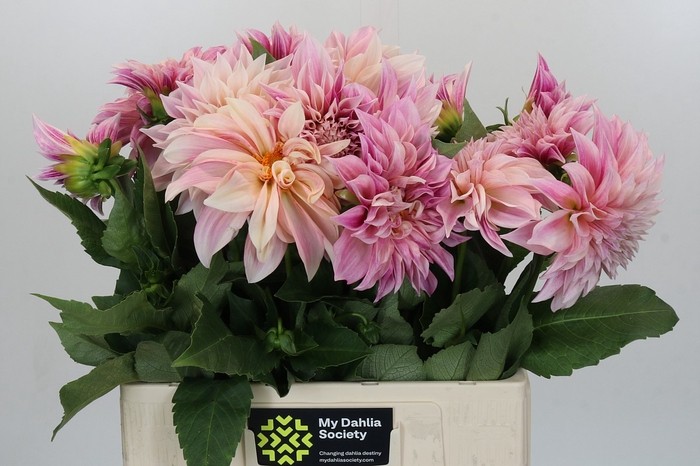 Dahlia Cafe Au Lait