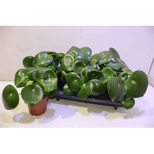 arr8 Pep Polybot Raindrop