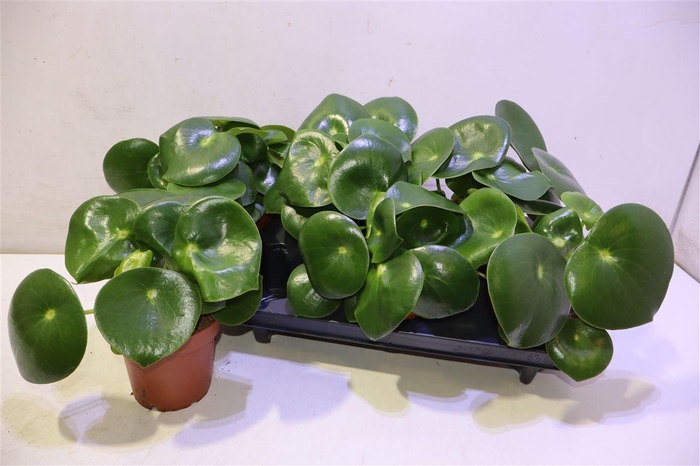 <h4>arr8 Pep Polybot Raindrop</h4>