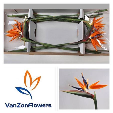 <h4>Strelitzia Bloem</h4>