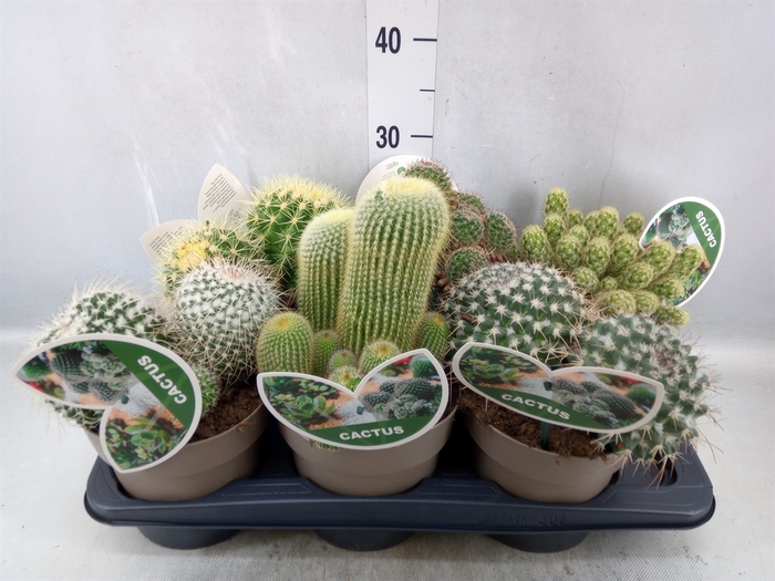 <h4>Cactus   ...mix</h4>