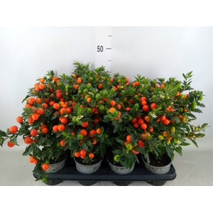 Solanum pseudocapsicum 'Bartoli'