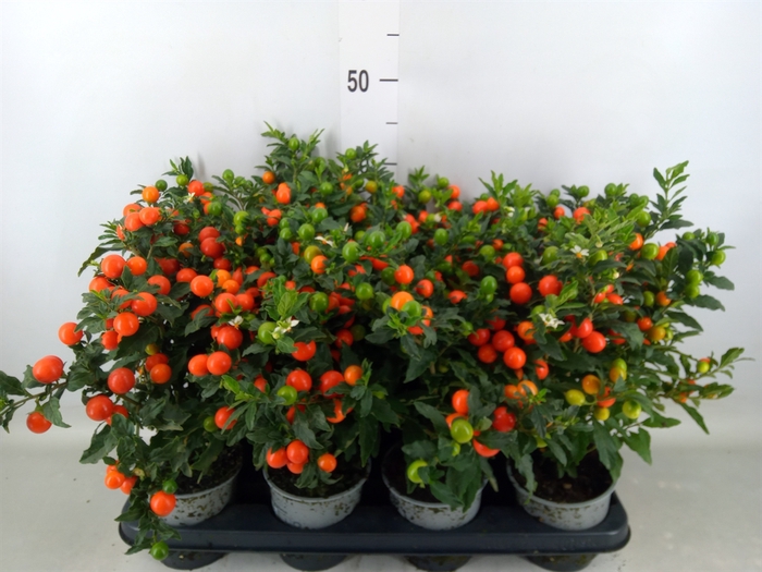 <h4>Solanum pseudocapsicum 'Bartoli'</h4>