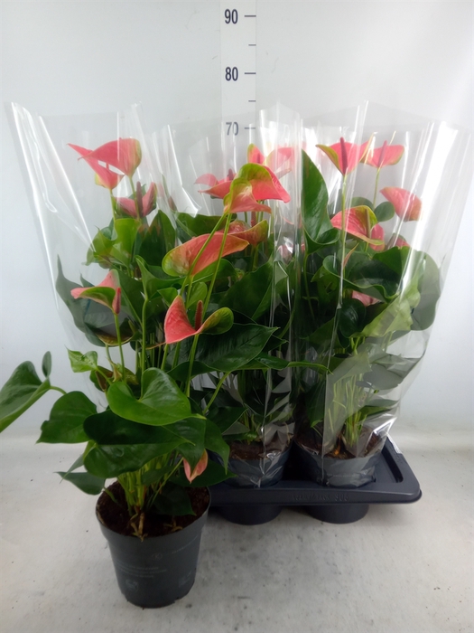 <h4>Anthurium  'Karma Pink'</h4>