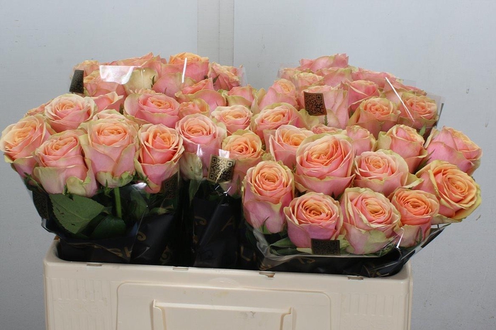 <h4>R Gr Dividend</h4>