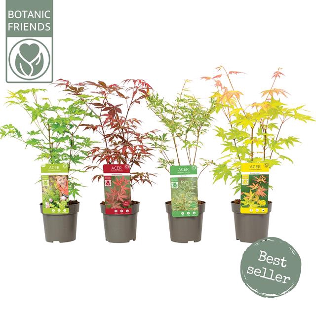Acer Palm. Diverse Mix