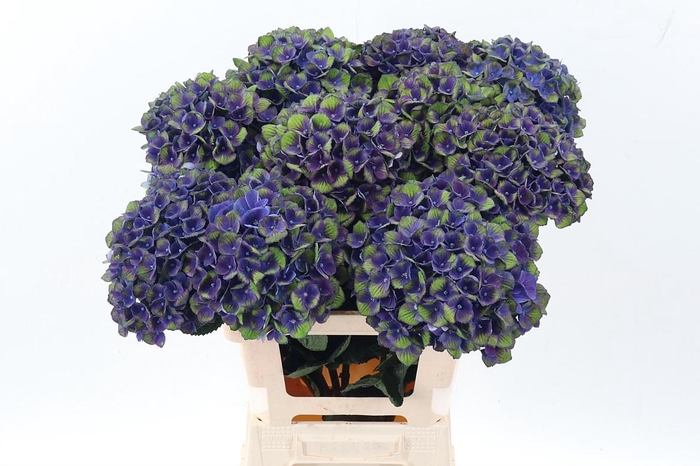 <h4>Hydr M Mag Charl Bl</h4>