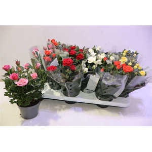 Ro Kordana Gem 5 Srt