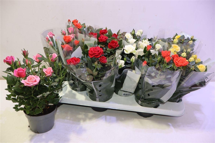 <h4>Ro Kordana Gem 5 Srt</h4>