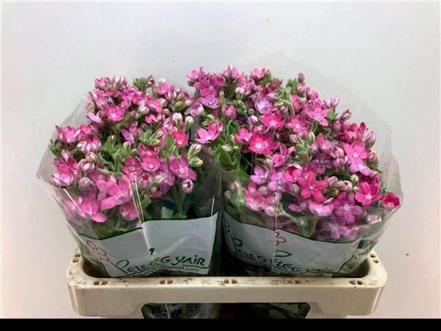 <h4>OXY CO PINK HARMONY</h4>