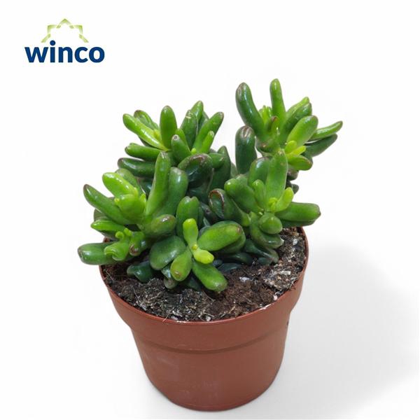 <h4>Crassula Convoluta</h4>